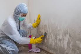 Reliable Mount Sinai, NY Mold Inspection Solutions